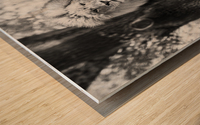 Majestic Male Lion Wood print