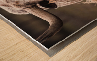 White Longhorn Wood print
