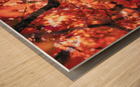 Vibrant Fall Tree Wood print