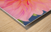 Dahlia Pink Ice Wood print