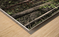 Cedar Trail Wood print