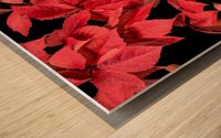Coral Rose Wood print