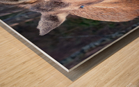 Whitewalker Moose Wood print