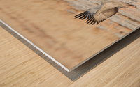 Three Sandhill Cranes Taking Off Wood print