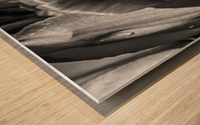 BW Extreme Closeup Tulips of the Netherlands 150 in the Art in Flowers Special Collection of William Robert Stanek for the Dutch Tulip Mania Series Wood print