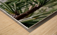 Pines Wood print