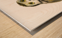 Little owl on a branch Wood print