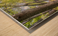 A Southern River Scene in Southeastern North Carolina Wood print