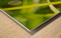 Dewdrops on Grass Wood print