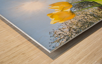 Tulips Wood print