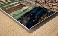 Sequoia Fungi  Wood print