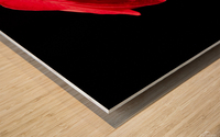 Red rose flower isolated on black background Wood print