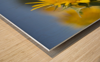 Sunflower Wood print