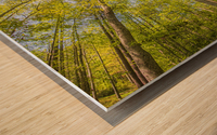 2022 April 17 Canopy01 Wood print
