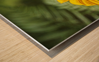 2022 May 29 BlackeyedSusan01 Wood print