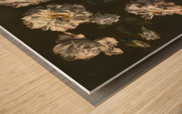 A study of striped white gallica roses Wood print