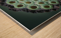 Fabulous Seed Pod of the Lotus Flower Wood print