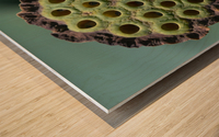 Fabulous Seed Pod of the Lotus Flower Wood print