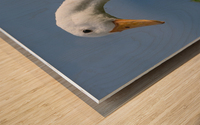 American Pekin Duck Wood print