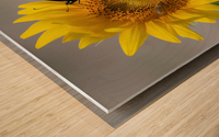 Sunflower & Butterfly Wood print