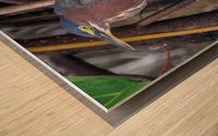 Green Heron  Wood print