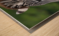 ZEBRA Wood print