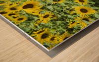 2022 July 15 Sunflower03 Wood print