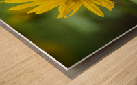 2022 July 15 Sunflower01 Wood print