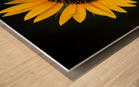 My First Sunflower Wood print