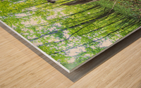 2022 Sept 18 ForestScene01 Wood print