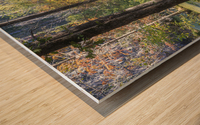 2022 Oct 18 CypressInSwamp01 Wood print