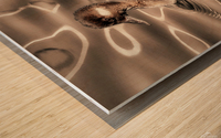 Sepia Bufflehead Wood print