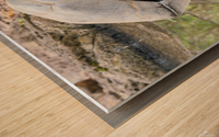 Galapagos Giant Tortoise Reflection Wood print
