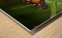 Monarch Wood print