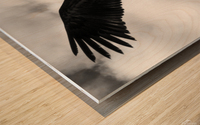 The sea eagle Wood print