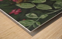 zabulon skipper Wood print