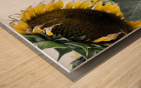 sunflower  Wood print