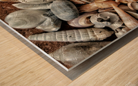 Seashells  Wood print