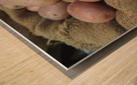 Potatoes Wood print