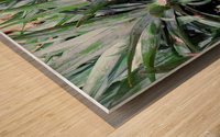 Pineapples Wood print