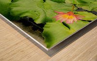 Water Lilies Wood print