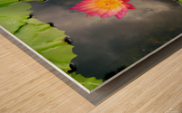 Water Lily Wood print