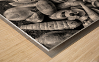 Seashells B&W Wood print