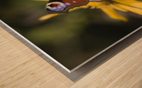 Butterfly (Lepidoptera) Wood print