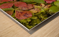 Dwarf Dogwood Growing From A Bed Of Dense Mosses, Transitions From The Greens Of Summer To The Reds Of Fall, Tongass National Forest, Alaska. Wood print