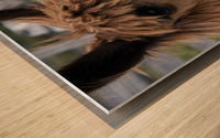 Alpaga dans sa ferme Wood print