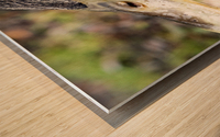 Canard Macro Wood print