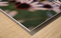 Echinace macro Wood print