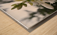 Fleur Blanche Wood print