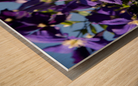 Plante mauve clematis Wood print